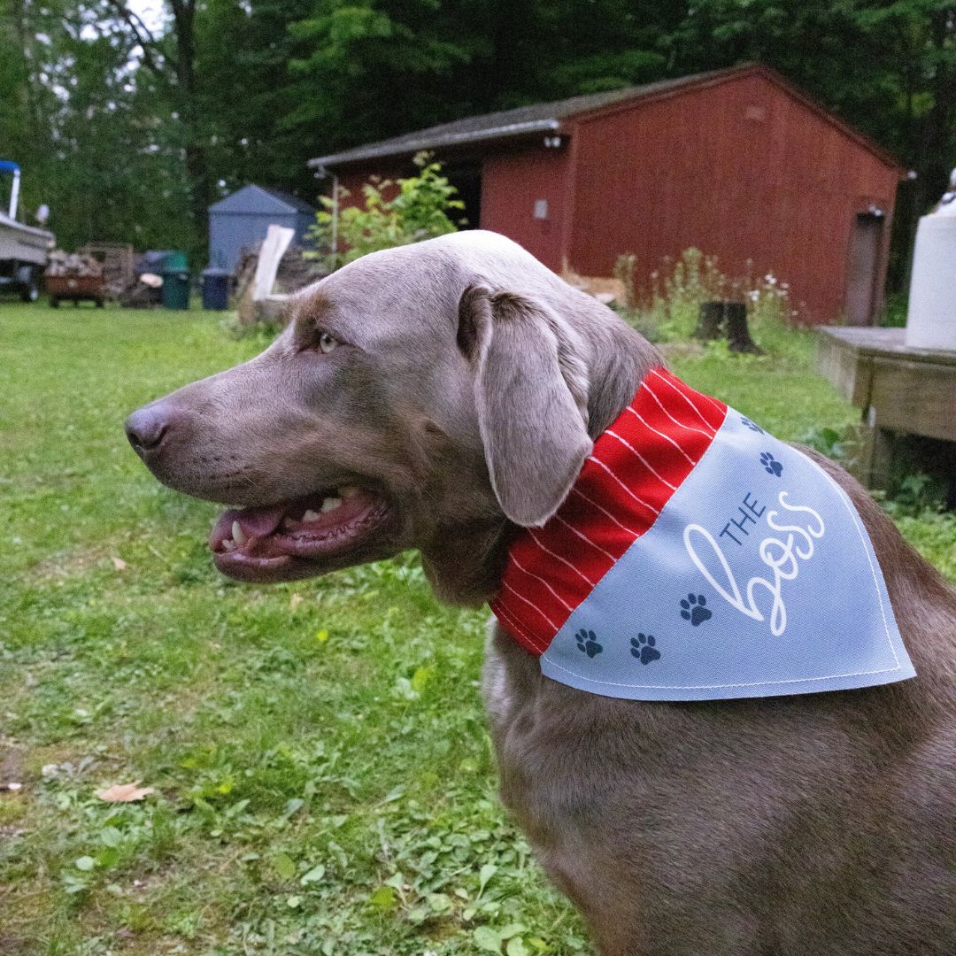 The Boss Canvas Slip-On Pet Bandana – Pavilion’s Pets – 7″x5″